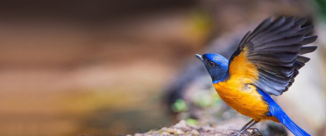 Rufous-Bellied Niltava image