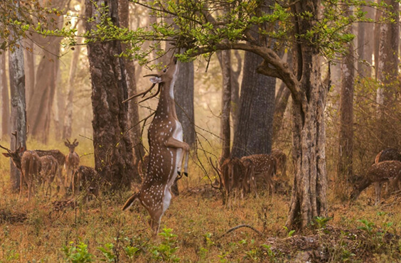 wildlife video