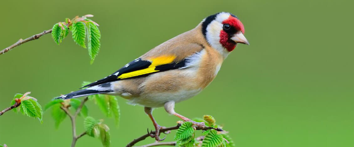 Chopta bird image